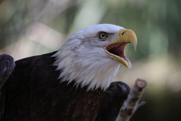American bald eagle