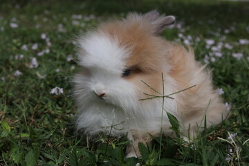 Lion Head Bunny