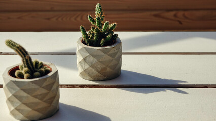 a small cactus in a flower pot on a white wooden table