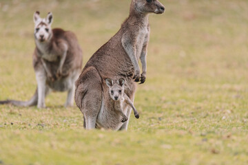 Mother Kangaroo with her Joey