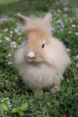 Lion Head Rabbit