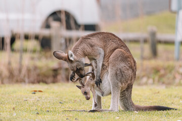 Mother Kangaroo with her Joey