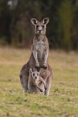 Naklejka na ściany i meble Mother Kangaroo with her Joey