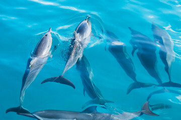 School Of Dolphins 