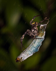a close up of a spider with prey