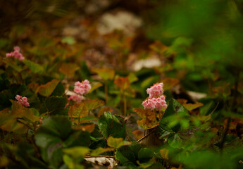 森のピンクの花