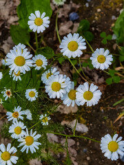 daisies in a field