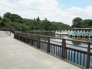 Fototapeta premium Inokashira Park in Tokyo, Japan