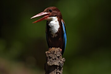 White-throated Kingfisher Waiting to feed the baby in the nest. Kachanaburi, Thailand.