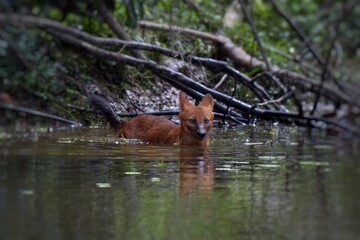 Asian Wild Dog, Dhole (Cuon alpinus) in the forest. Nakhon Ratchasima, Thailand.