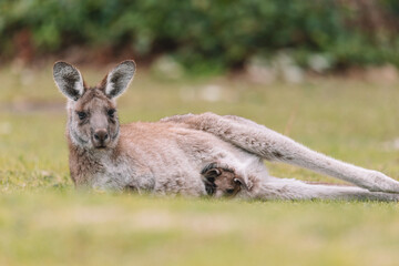 Mother Kangaroo with her Joey