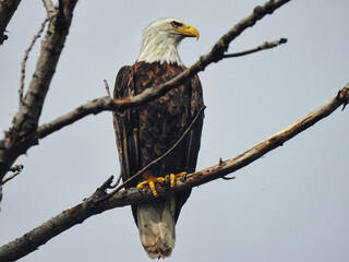 Bald Eagle In Tree: A majestic bald eagle in a bare, naked tree on a cloudy day looking to the side