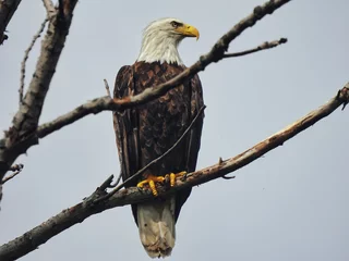 Foto op Canvas Bald Eagle In Tree: A majestic bald eagle in a bare, naked tree on a cloudy day looking to the side © Jennifer Davis