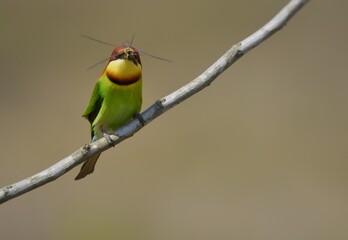 Chestnut-headed Bee-eater Head to back, orange, black eye band, neck and chest, bright yellow chest with small black and orange stripes, green body. Sticking to the branches.