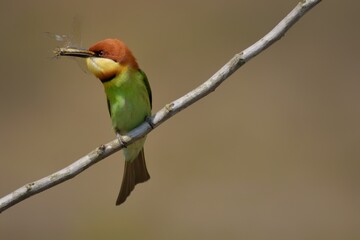 Chestnut-headed Bee-eater Head to back, orange, black eye band, neck and chest, bright yellow chest with small black and orange stripes, green body. Sticking to the branches.