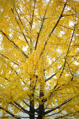 Bright blue day. Autumn Yellow Ginkgo biloba leaves branch on tree.