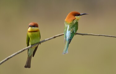 Chestnut-headed Bee-eater Head to back, orange, black eye band, neck and chest, bright yellow chest with small black and orange stripes, green body. Sticking to the branches.