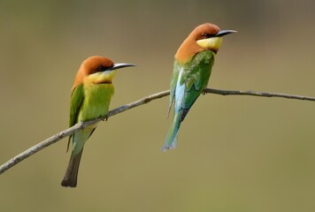 Chestnut-headed Bee-eater Head to back, orange, black eye band, neck and chest, bright yellow chest with small black and orange stripes, green body. Sticking to the branches.