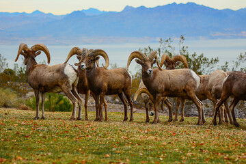 Desert Bighorn Sheep
