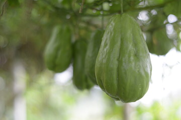 chayote on a tree