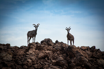 Desert Bighorn Sheep