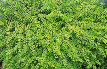 Green leaves wall background. Decorative leaf texture.