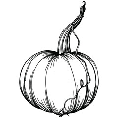 Pumpkin vector sketch hand drawn. Isolated object with engraved style illustration. Detailed vegetarian food. Farm market product. The best for design logo, menu, label, icon, stamp.