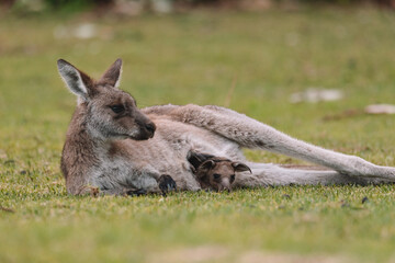 Mother Kangaroo with her Joey