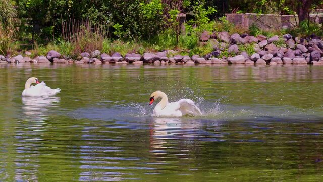 Two White Swan Grooming Itself in the Water of a Lake Footage.