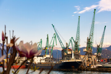 Modern view of cargo terminal mooring line of Batumi Sea Port with cranes loading ships on spring day, Georgia.