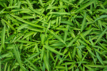 Fresh organic green vegetable background. picture used for clean healthy food backdrop.