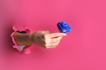 Female hand with blue rose visible through hole in color paper