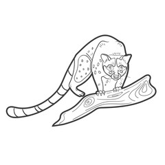 Line art cat. Contour animal. Simple shape. Coloring book. Vector illustration. Tropical, exotic, Philippines, Bohol. Wild life, fauna.  Jungle, forest, explore, tourism, adventures, science. 