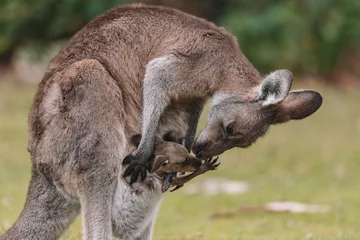 Gardinen Mother Kangaroo with her Joey © Brayden