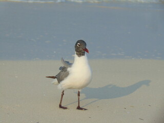 Gaviota en la playa