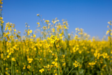 Obraz premium Yellow rapeseed flowers in a field against a blue sky. yellow rapeseed flowers, rape, colza, rapaseed, oilseed, canola, closeup against s sunny blue sky