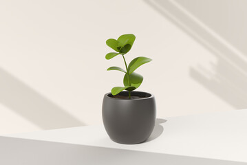Tree pot in white background. minimal concept idea creative. 3D render.