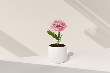 Tree pot in white background. minimal concept idea creative. 3D render.