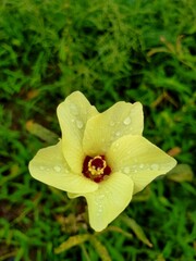 flower with dew drops