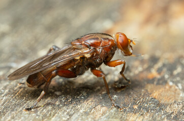 Aspen hoverfly, Hammerschmidtia ferruginea on wood, macro photo