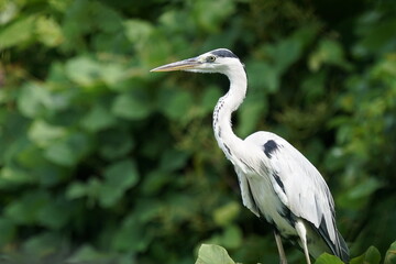 grey heron in the forest