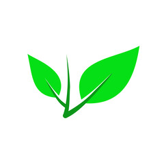 green leaf isolated on white background