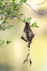 Olive-backed sunbird