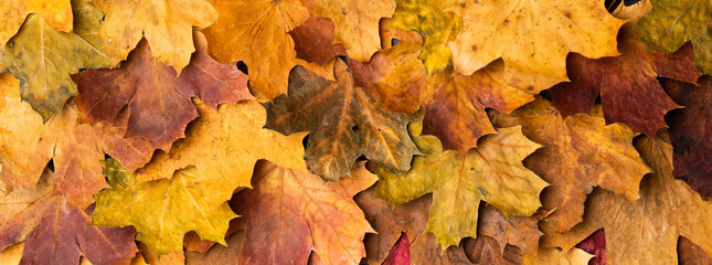 Autumn maple leaves on ancient texture. Falling leaves natural background. Seasonal background.