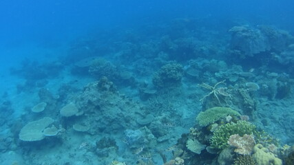 Fototapeta premium マレーシア ティオマン島の海