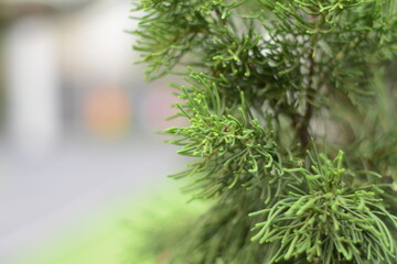 pine needles and blur background