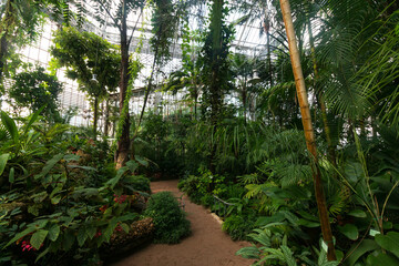 plants in a tropical environment in a botanical garden