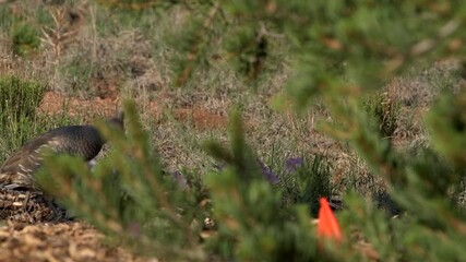 Scaled quail followed by family of chick.