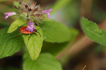  A red beetle, a soldier beetle on a green leaf. Macro photography of beetles