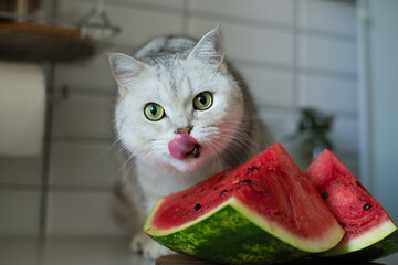 funny kitten eating watermelon, a beautiful cat